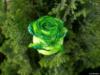 Схема вышивки «Роза зеленая»