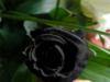 Схема вышивки «Черная роза»