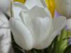 Схема вышивки «White tulip»