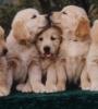 Схема вышивки «Puppy Love»