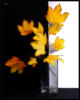 Схема вышивки «Осень в стакане»