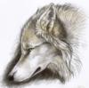 Схема вышивки «Голова волка»