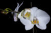Орхидея 15: оригинал