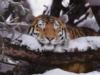 Схема вышивки «Тигр в снежном лесу»