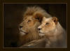 Схема вышивки «Лев с львицей»