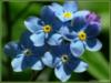 Схема вышивки «Голубые цветочки»