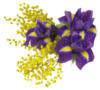 Схема вышивки «Серия "Цветы" Мимоза и лилии»