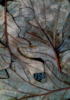 Схема вышивки «Серия "Листья"»