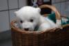 Polar Bear Cub in a Basket: оригинал