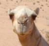 Схема вышивки «Funny Camel»