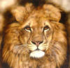 Схема вышивки «Подушка "лев"»
