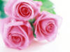 Схема вышивки «Розовые розы)))дубль два)»