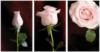 Схема вышивки «Pink Roses Triptych»