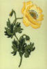 Схема вышивки «Желтый мак»