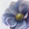 Схема вышивки «Closeup Anemone»