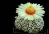 Схема вышивки «Цветок кактуса»
