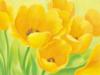 Yellow Tulips: оригинал