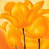 Схема вышивки «Orange Tulips»