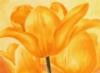 Схема вышивки «Orange Tulips»