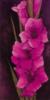 Схема вышивки «Purple Gladiolus»