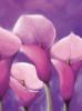 Purple Calla Lilies: оригинал