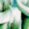 White Calla Lilies: предпросмотр