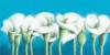 Схема вышивки «White Calla Lilies»