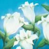 White Calla Lilies: оригинал