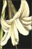 White Lily: оригинал