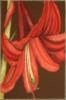 Схема вышивки «Red Lily»