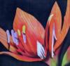 Схема вышивки «Orange Lily»