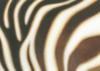 Схема вышивки «Zebra Pattern»
