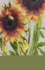 Схема вышивки «Colorful Summer - Sunflowers»