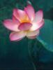Схема вышивки «Beautiful lotus»