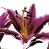 Схема вышивки «Purple Lilies - Triptych Center»