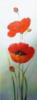 Схема вышивки «Joyful Poppies - Triptych Right»