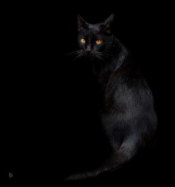 Схемы вышивки кошек черных Схемы вышивки кошек черных