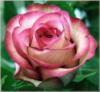Схема вышивки «Большая розовая роза»