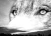 Схема вышивки «Глаза волка»