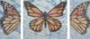 Схема вышивки «Monarch Butterfly Canvas»