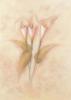 Схема вышивки «Faint Flowers - Calla Lilies»
