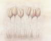 Схема вышивки «Faint Flowers - Tulips»