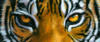 Схема вышивки «Tiger Eyes»