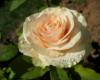 Схема вышивки «Beautiful rose»