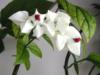 Схема вышивки «Орхидеи на сером»