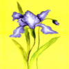 Схема вышивки «Bright Flower on Yellow»