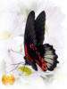 Схема вышивки «Бабочка Papilio rumanzovia.Phil»