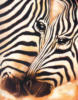 Схема вышивки «Две зебры»