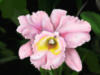 Схема вышивки «Розовая орхидея»