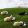 Схема вышивки «Овцы»